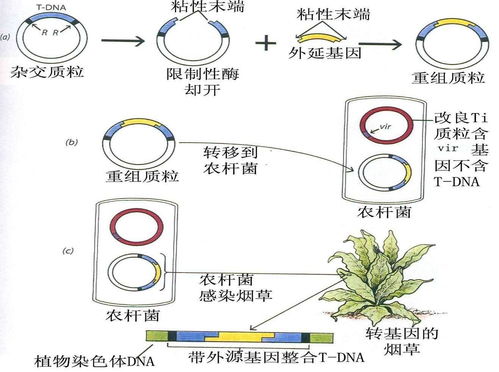 从天花绝迹到基因革命 医学史上的两大里程碑