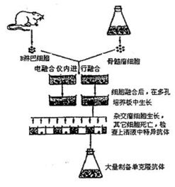 利用基因工程技术生产胰岛素的三种途径解析